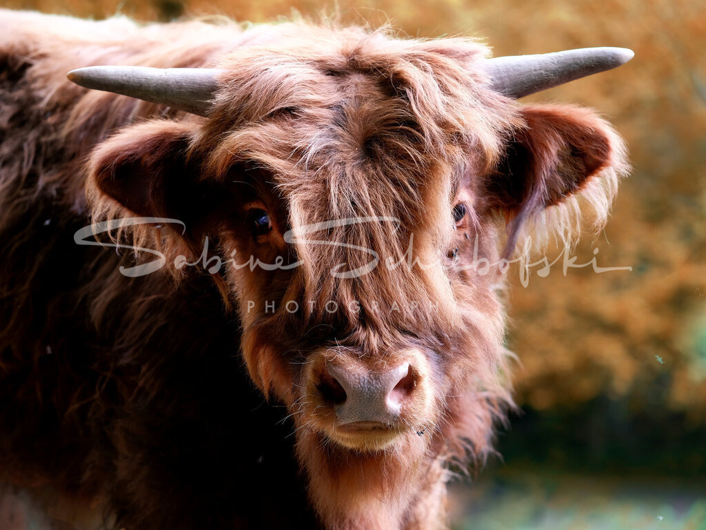 20-05-102020_05-NEU_29sw | People- und Tierfotografie, Imageaufnahmen, Veranstaltungsfotografie und Wandbilder aus der Natur ★ Made in Germany ✔️ Druck + Downloads ✔️ Naturfotografie in Top Qualität ★ schneller Versand, weltweite Lieferung! - Realisiert mit Pictrs.com