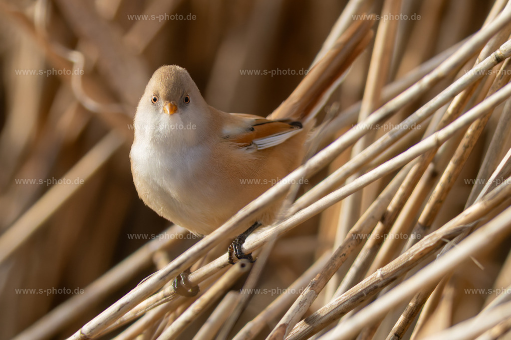 Bartmeise | Eine weibliche Bartmeise kommt an den Rand des Schilfs um zu sehen, wer da mit einer Kamera herumfuchtelt - Realisiert mit Pictrs.com