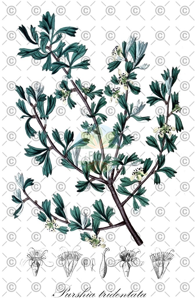 HistAbb_wfo-0000715266_2_ENZY_Simple | Historische Abbildung von Purshia tridentata - Rosaceae | Historical Illustration of Purshia tridentata - Rosaceae