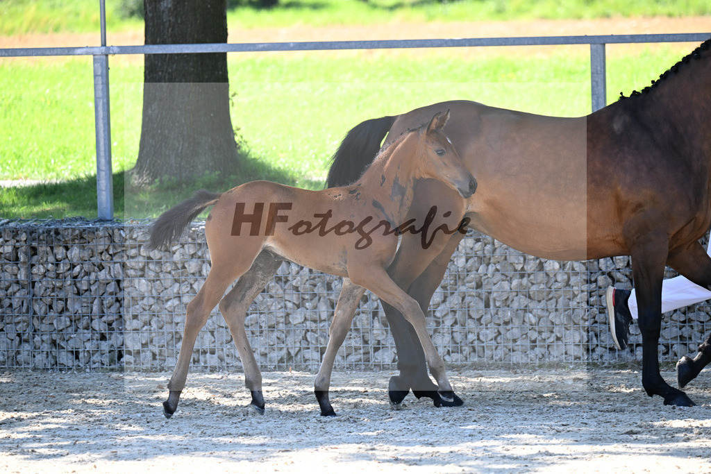 Kat-Nr. 13 Comanchero x Araldik_SF_Joas_26250221 | hf-fotografie - Realisiert mit Pictrs.com