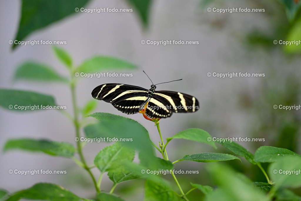 Botanischer Garten Linz_ Schmetterlinge_ Orchideen_ 21.01.2024-72 | 21.01.2024, Botanischer Garten Linz, AUT, Schmetterlinge, im Bild tropische Schmetterlinge, Schmetterling, Falter, Natur, Tiere, Blumen, Pflanzen, Insekten, Butterfly, Tropenhaus