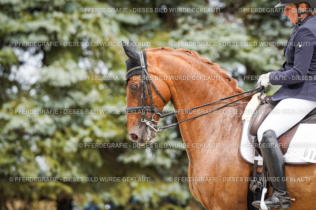 DSC04953 | Pferdegrafie