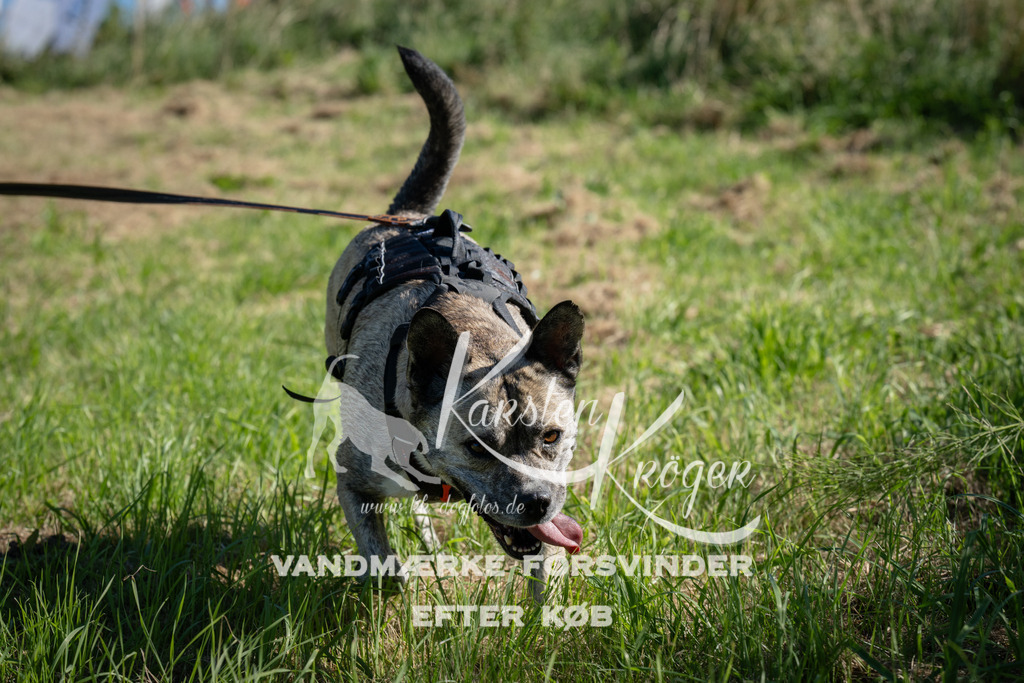 1022_ZZ98406 | kk-dogfotos