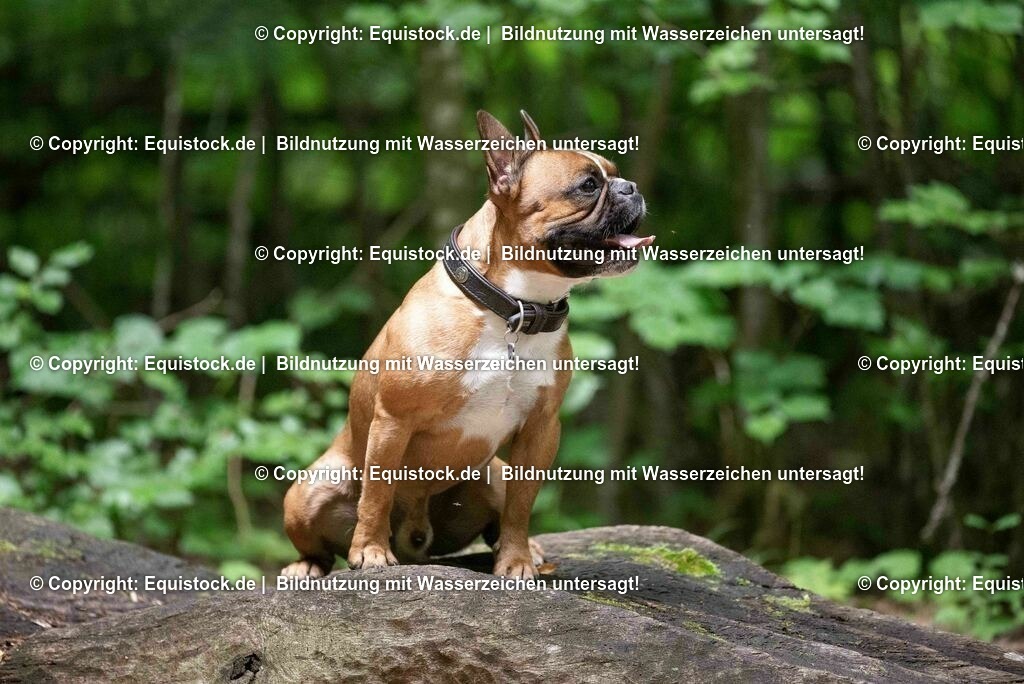 20200622_Hund_0068 | equistock