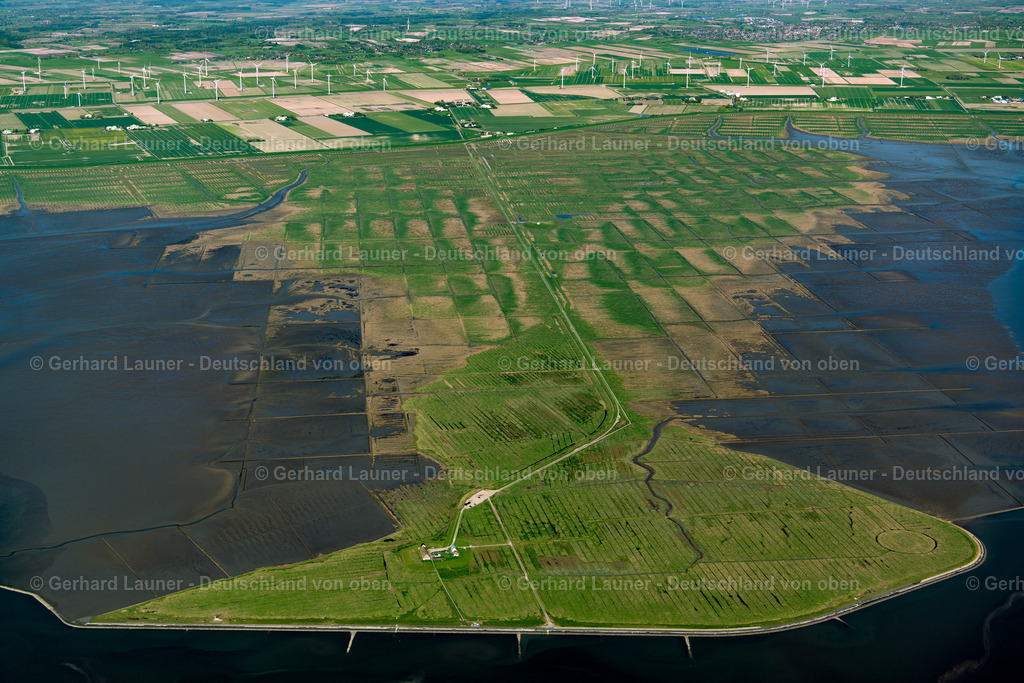 3801920 | Hamburger Hallig, Nationalpark Schleswig-Holsteinisches Wattenmeer