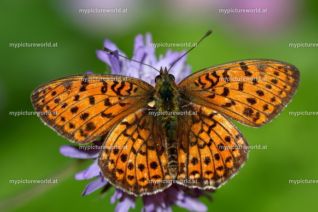 Brenthis hecate-003 | Das Bilderarchiv über Tiere, Planzen und Landschaften. In der Bilddatenbank finden Sie ein große Auswahl an hochwertigen Bilder für Ihre Werbung - Realized with Pictrs.com