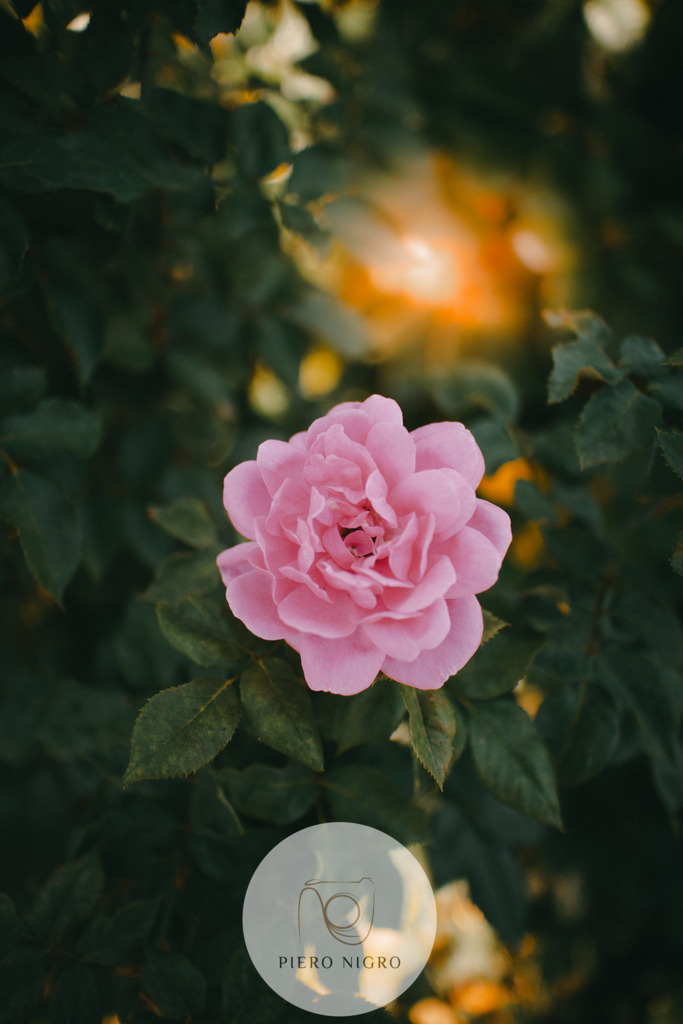 Golden Hour Rose | Galleria Dei Momenti - Wallart | Fotokunst | Fine Art Fotografie für Daheim und Hotels, Praxen in Düsseldorf - Realisiert mit Pictrs.com