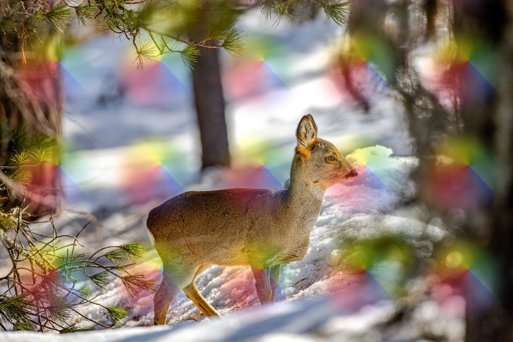 1M5A2588 | FineArtPrint, Hahnemühle, FeeGalerie, Fee Galerie, Fotokunst, Fotografie, Canonphotography, Bergfoto, Matterhorn, Rimpfischhorn, Allalinhorn, Saas-Fee, Wallis, Valais, Switzerland, Bergfotografie