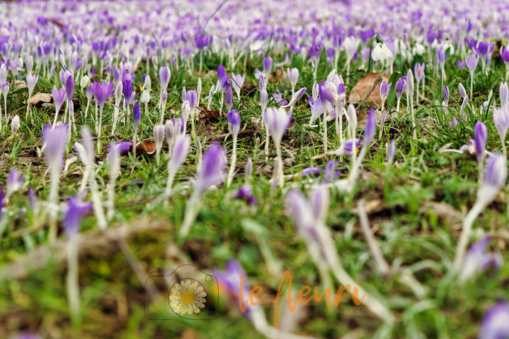 DSC_0203-NEF_DxO_PRIME (1) | Dies ist der Shop von Florian Blum - le fleuri. Langenthal, Bern, SchweizSie können hier meine oder ihre eigenen Fotos als Fotoprodukte kaufen. Tassen, Schlüsselanhänger, Taschen etc. können Sie hier gestalten.  - Realisiert mit Pictrs.com