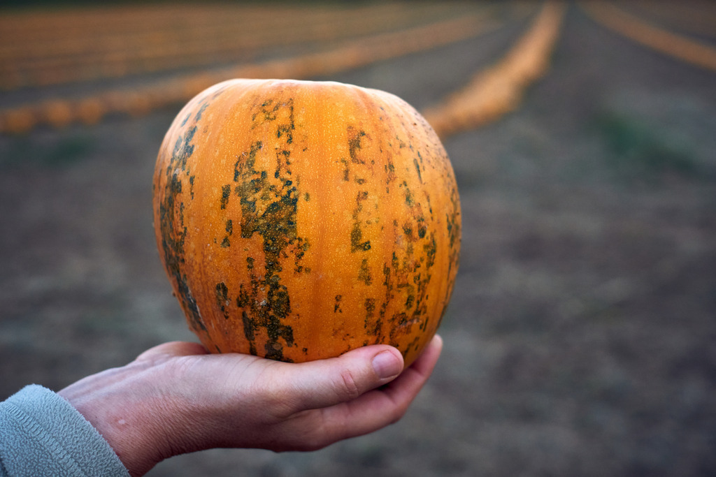 Landwirtin hält ein Kürbis in der Hand | Burgenland - Austria - September 02, 2022: Landwirtin hält ein Kürbis in der Hand, im Hintergrund ein Kürbisfeld. - Realisiert mit Pictrs.com