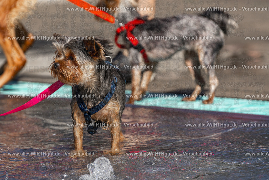 Hundeschwimmen_Volksbad_2026-allesWIRTHgut_Tierfotografie-2609061200-FAY06360 | Professionelle Tierfotografie in Mönchengladbach von Daniel Wirth (allesWIRTHgut). Liebevolle & natürliche Bilder von Hunden & Katzen für unvergessliche Erinnerungen.