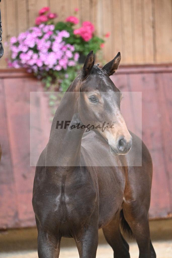 Kat-Nr. 12 HF Escaneno_Albert_26230114 | hf-fotografie - Realisiert mit Pictrs.com