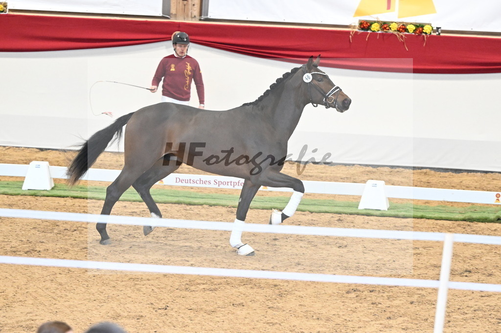 Kat.-Nr. 46 v. Escolar_2M2 Horses_3260398 | hf-fotografie - Realizzato con Pictrs.com