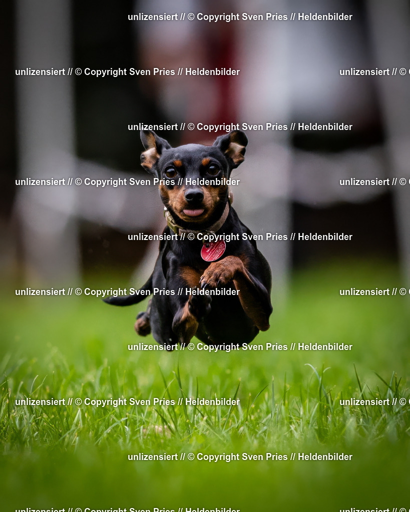 Sven Pries | 2024-10-19 - Hunderennen Ober-Grombach - Realisiert mit Pictrs.com