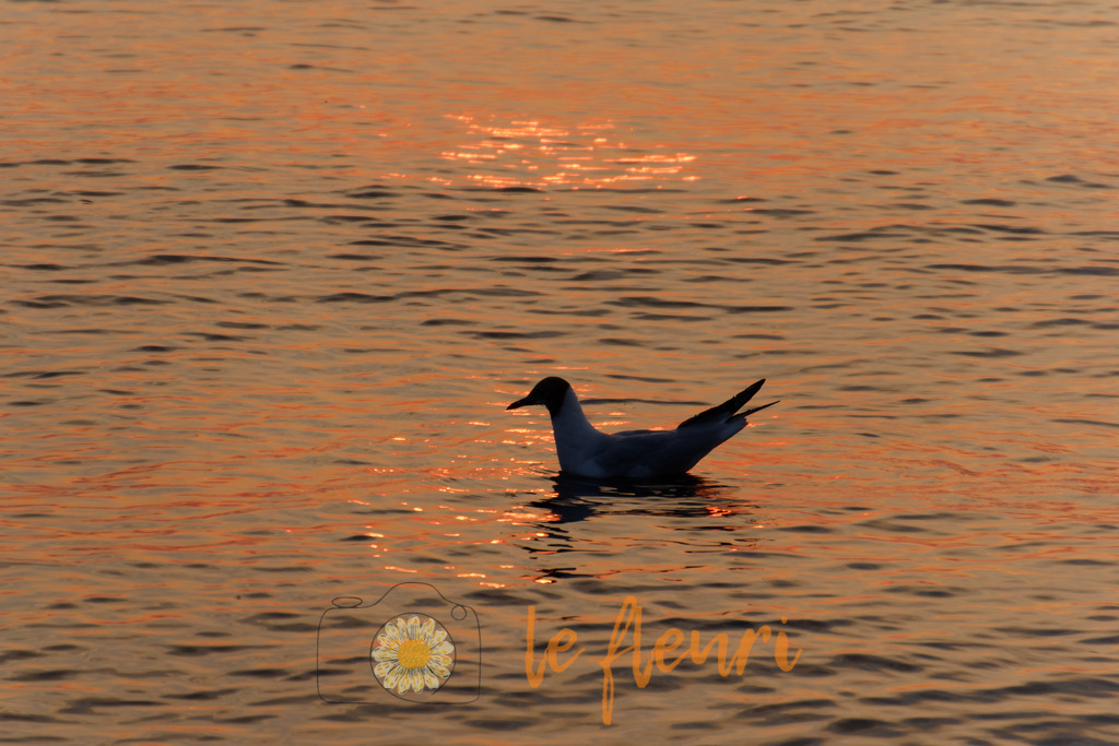 DSC_0374-NEF_DxO_PRIME | Dies ist der Shop von Florian Blum - le fleuri. Langenthal, Bern, SchweizSie können hier meine oder ihre eigenen Fotos als Fotoprodukte kaufen. Tassen, Schlüsselanhänger, Taschen etc. können Sie hier gestalten.  - Realisiert mit Pictrs.com