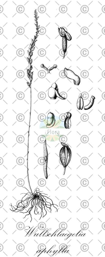 HistAbb_wfo-0001426450_2_ENZY_Simple | Historische Abbildung von Wullschlaegelia aphylla - Orchidaceae | Historical Illustration of Wullschlaegelia aphylla - Orchidaceae
