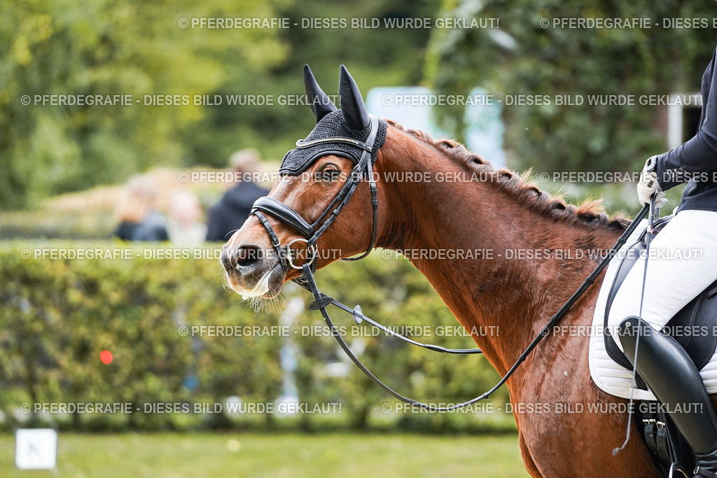 DSC07454 | Pferdegrafie