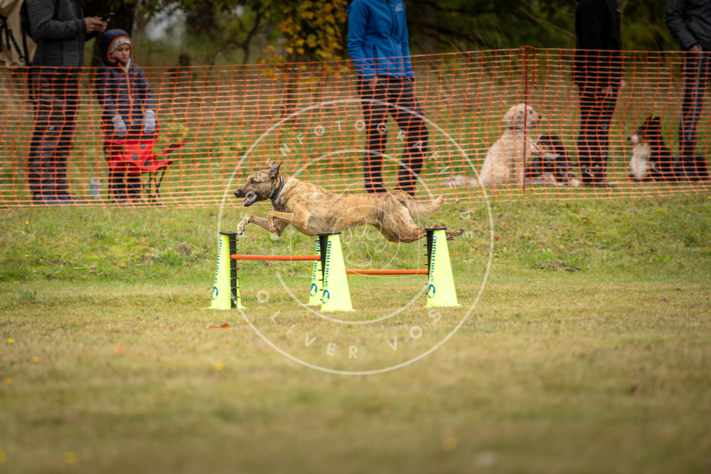 Pfotenfotografie_DV3A4606 | Hundefotografie, Tierfotograf, Pfotenfotografie, Fotoshooting Hund, Hunde Portrait, Hundesport, Hundeportraits, Heideshooting, Hunde, Sportfotograf, Hundefotograf, Turnierhundsport, THS,  - Realisiert mit Pictrs.com
