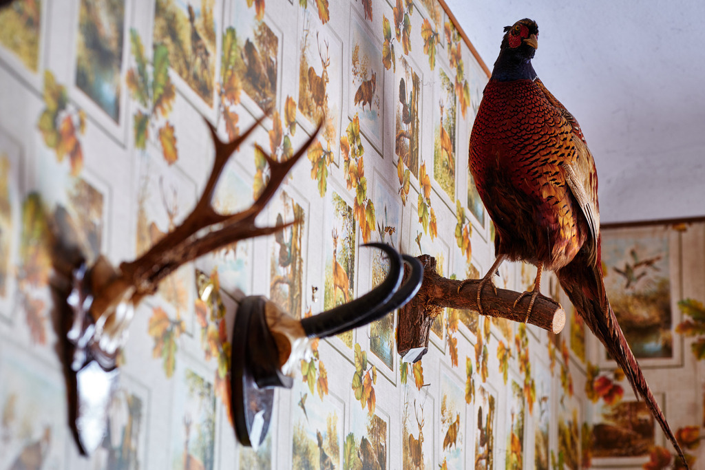 Innenraum einer leeren Gaststätte im Weinviertel | Austria - June 08, 2021: Innenraum einer leeren Gaststätte im Weinviertel, Geweihe und Vogel an der Wand hängend. - Realisiert mit Pictrs.com