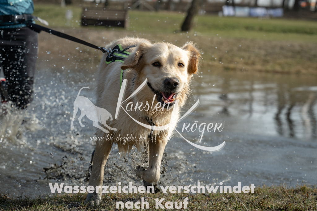 1401_ZZ99571 | kk-dogfotos