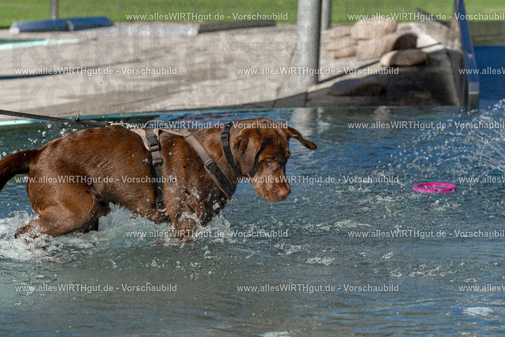 Hundeschwimmen_Volksbad_2026-allesWIRTHgut_Tierfotografie-2609061052-FAY06003 | Professionelle Tierfotografie in Mönchengladbach von Daniel Wirth (allesWIRTHgut). Liebevolle & natürliche Bilder von Hunden & Katzen für unvergessliche Erinnerungen.