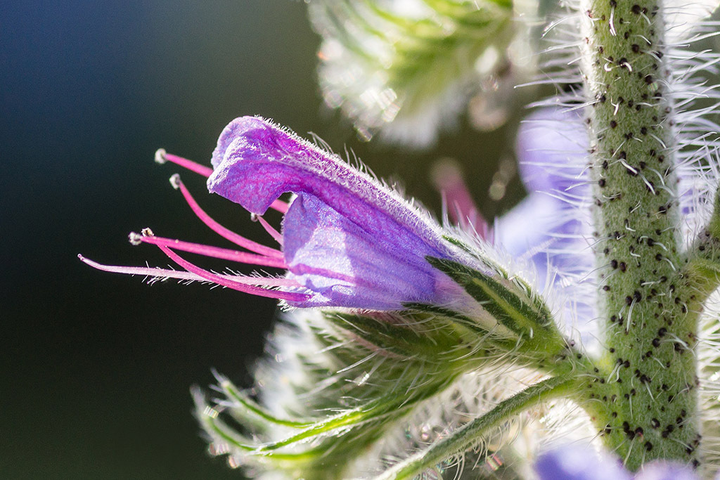 Natternkopf Blüte | Fotos mit schönen Motiven aus der Region Basel. - Realisiert mit Pictrs.com