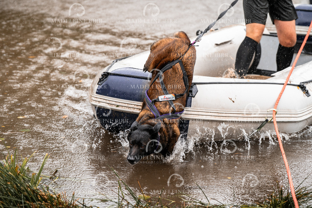 madeleinebirr-fotografie2025.campcanis.11-12Uhr-407 | hundefotografie-birr