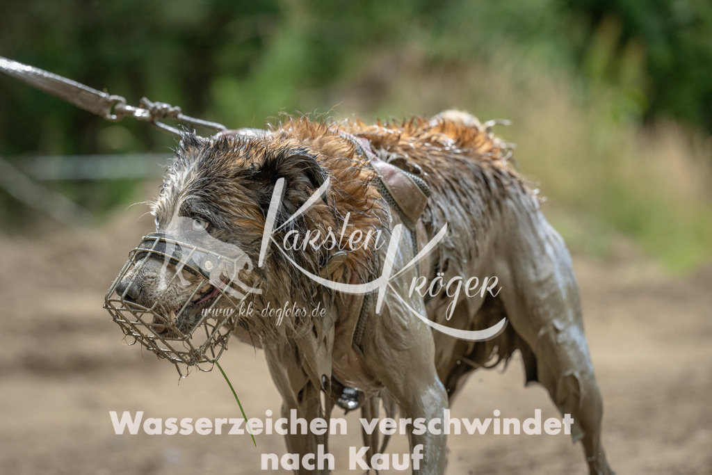 1047_ZZ94455 | kk-dogfotos