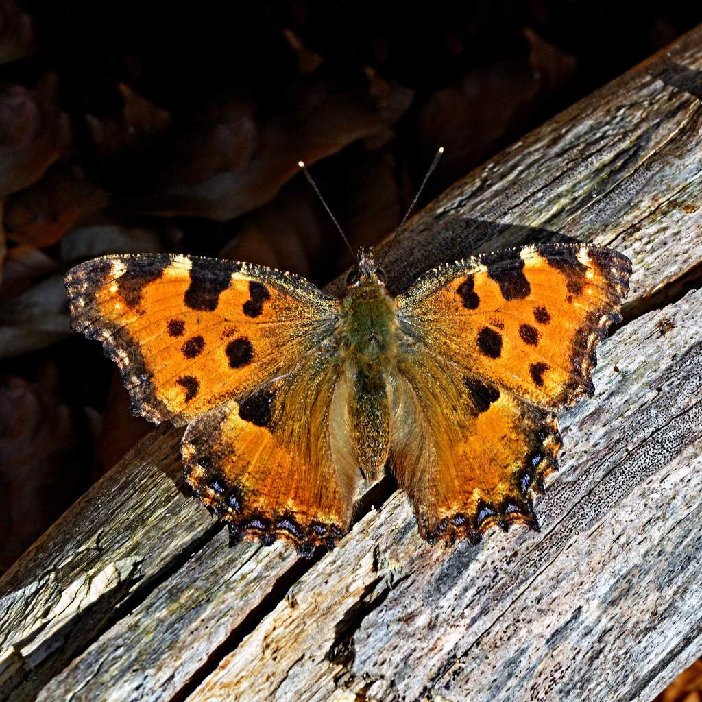 Großer Fuchs | lucisnaturbilder - Realisiert mit Pictrs.com