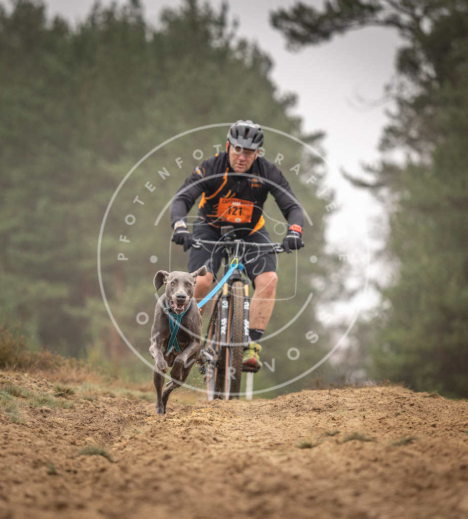 Pfotenfotografie_DV3A3514 | Hundefotografie, Tierfotograf, Pfotenfotografie, Fotoshooting Hund, Hunde Portrait, Hundesport, Hundeportraits, Heideshooting, Hunde, Sportfotograf, Hundefotograf, Turnierhundsport, THS,  - Realisiert mit Pictrs.com