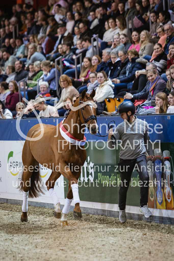 250108_Muenster_Hengstpräsentation-109 | Deine schönsten Turniermomente als professionelle Fotos! Entdecke hochwertige Pferdesport-Fotografie im Online-Shop. Jetzt Fotos finden & bestellen!
