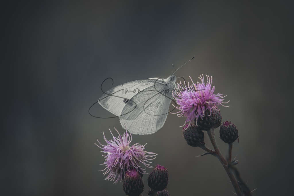 Weißling  | Simone Sperber, svb-photography,Fotografin,Bilddesignerin,Naturfotografie,Macrofotografie,Tierfotografie,Wildtierfotografie,Ausstellungen,Auftragsfotografie,Kunst,Art,Photographer,Shootings,Bildberatbeitung,Galerie,Shop