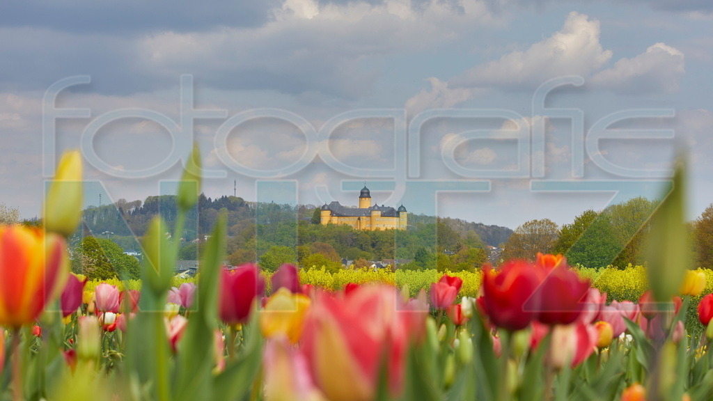2022-04-27 15-51-38_5D429777_2 | Nitz Fotografie aus Montabaur bietet Ihnen hier die Möglichkeit Bilder auszusuchen und zu bestellen. 