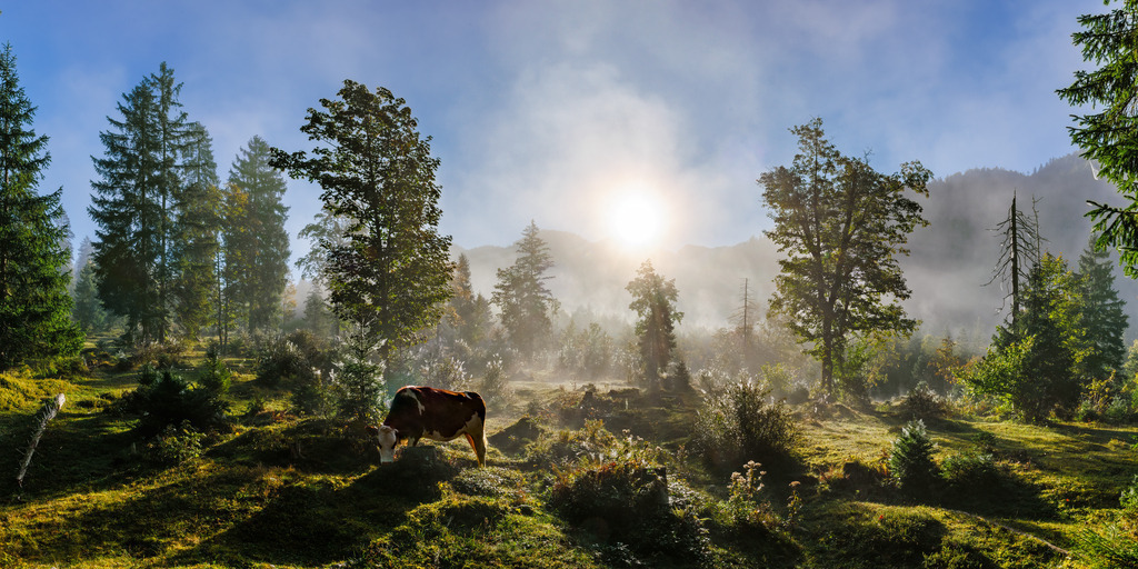 Kuh im Wald | ap-design // andreas plenk - Realisiert mit Pictrs.com