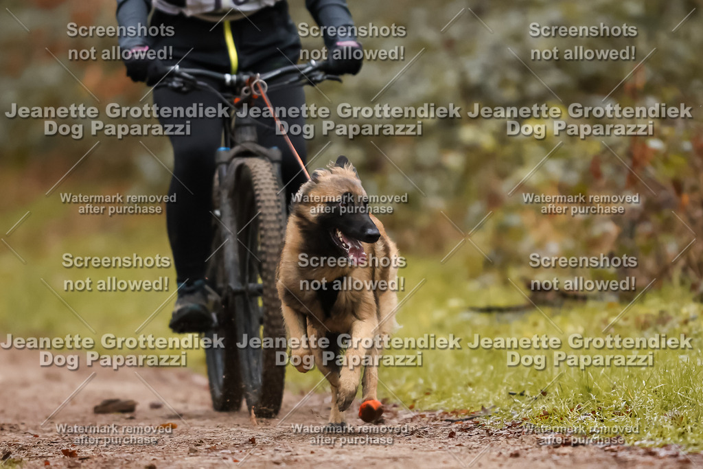 Dog Paparazzi - Speedhunter Mannheim  2025-30 | Dog Paparazzi Jeanette Grottendiek Fotografie & Videografie