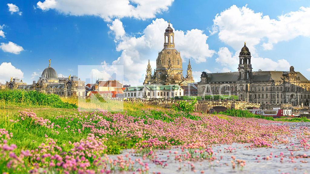 Altstadtsilhouette-Dresden-0U3A0518 | Blick auf die berühmte Silhouette der Dresdner Altstadt in einem Blütenmeer an der Elbe - Realisiert mit Pictrs.com