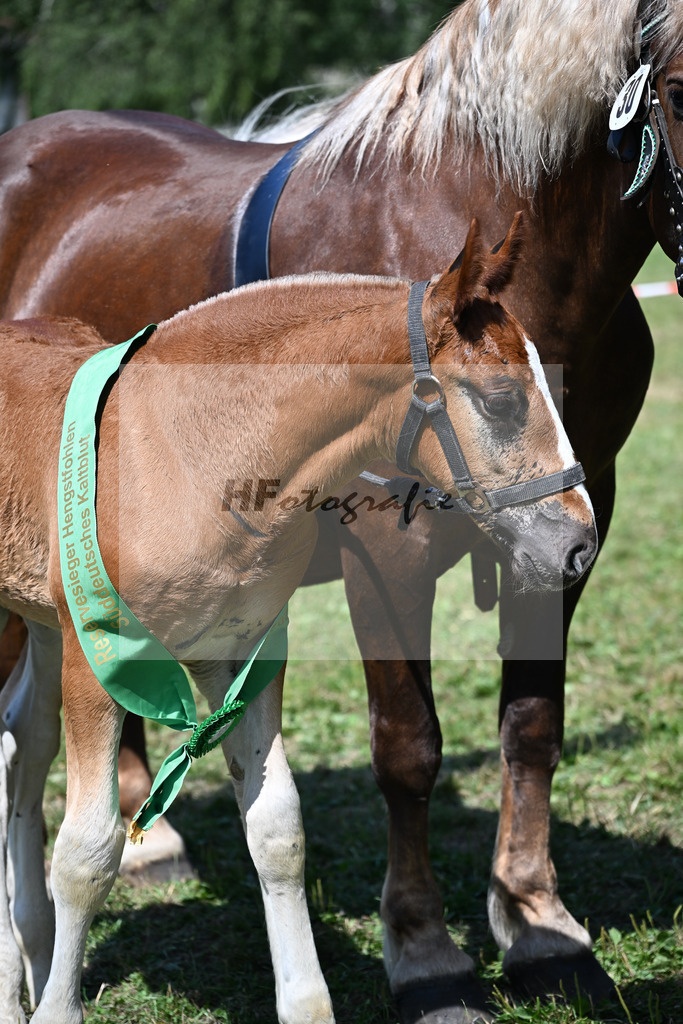Kat-Nr. 30 HF v. Valegro x Vivaldi_Lamecker_22250830 | hf-fotografie - Realizzato con Pictrs.com