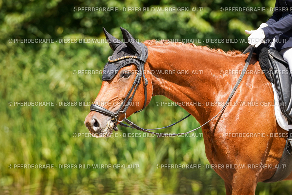 DSC01325 | Pferdegrafie