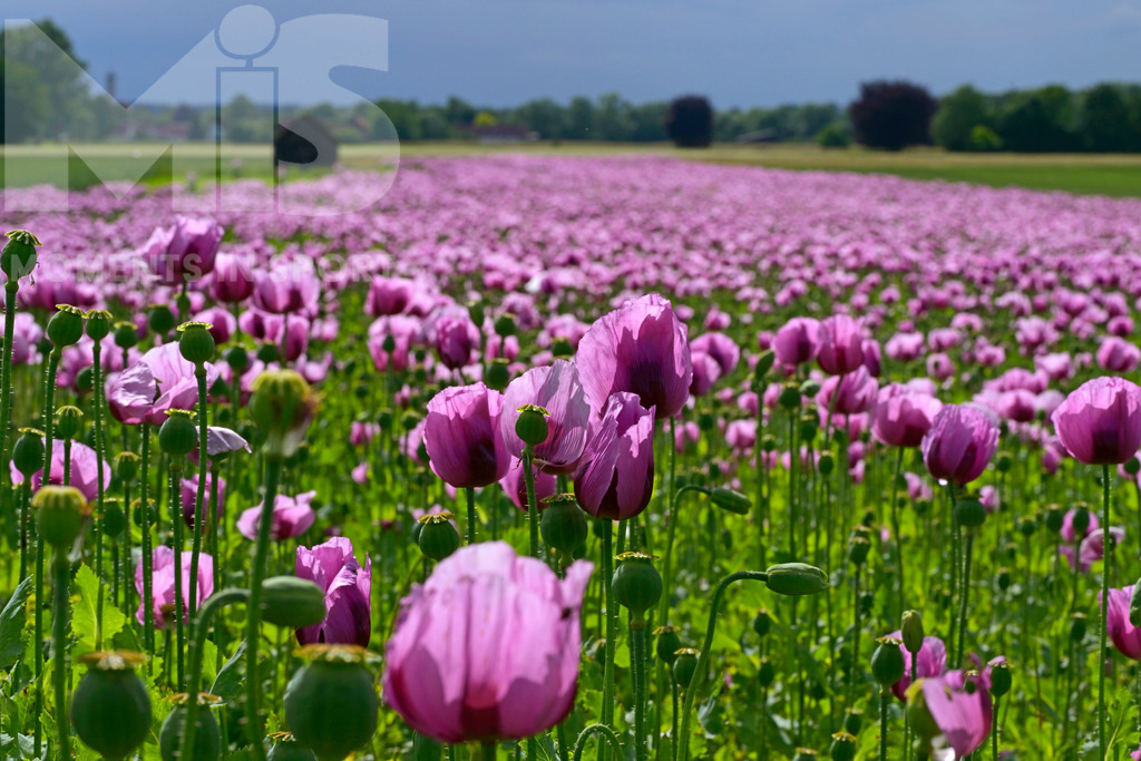 MIS_180818cm005 | 08.06.2022,  Türkheim, Unterallgäu,  Lila Mohnblüten auf einem Mohn-Feld.  - Realisiert mit Pictrs.com