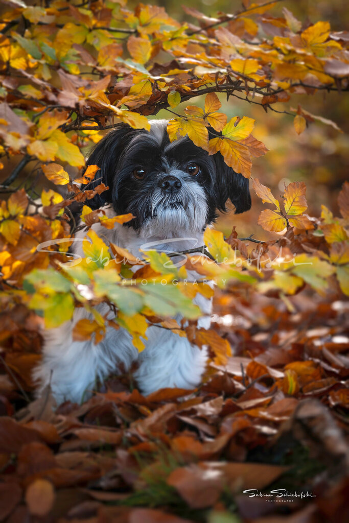 "Leo" Shih Tzu | People- und Tierfotografie, Imageaufnahmen, Veranstaltungsfotografie und Wandbilder aus der Natur ★ Made in Germany ✔️ Druck + Downloads ✔️ Naturfotografie in Top Qualität ★ schneller Versand, weltweite Lieferung! - Realisiert mit Pictrs.com