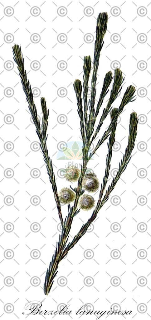HistAbb_wfo-0001154592_1_ENZY_Simple | Historische Abbildung von Berzelia lanuginosa - Bruniaceae | Historical Illustration of Berzelia lanuginosa - Bruniaceae