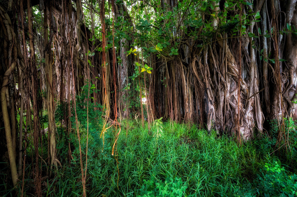 Banyan | Der Banyan-Baum ist eine faszinierende Pflanze: er seilt Luftwurzeln ab, die sich in der Erde verankern können, sich dann vom Mutterbaum abkoppeln und eingenstädnige Bäume werden. Da entsteht ein Wald aus einem einzelnen Baum.
-----------------------------------------------------------------
The banyan tree is a fascinating plant: it rops down aerial roots that can anchor themselves in the soil, then detach from the mother tree and become stand alone trees. A forest is created from a single tree.
-----------------------------------------------------------------
Dieser Druck ist in einer limitierten Auflage von 5 Exemplaren erhältlich. 
This print is available in a limited edition of 5 copies. 
http://art.hess.photography/139-banyan.html - Realisiert mit Pictrs.com