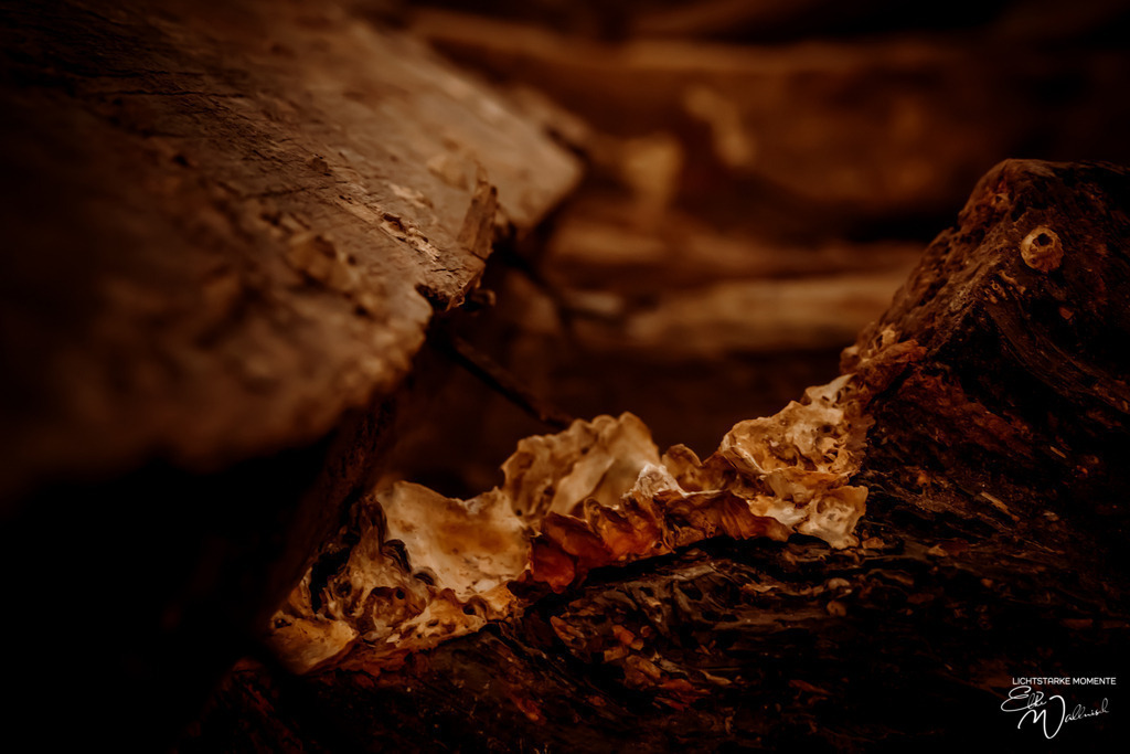 Die letzte Dhau-Werft ihrer Art im Oman; Sur, Oman. | Herzlich willkommen auf meiner Seite! Ich bin Elke Wallnisch, Deine Fotografin für lichtstarke Momente. Der Name steht für alles, was mich mit der Fotografie verbindet: Das Licht und seine machtvolle Wirkung auf eine Situation oder unsere Stimmung - Realisiert mit Pictrs.com