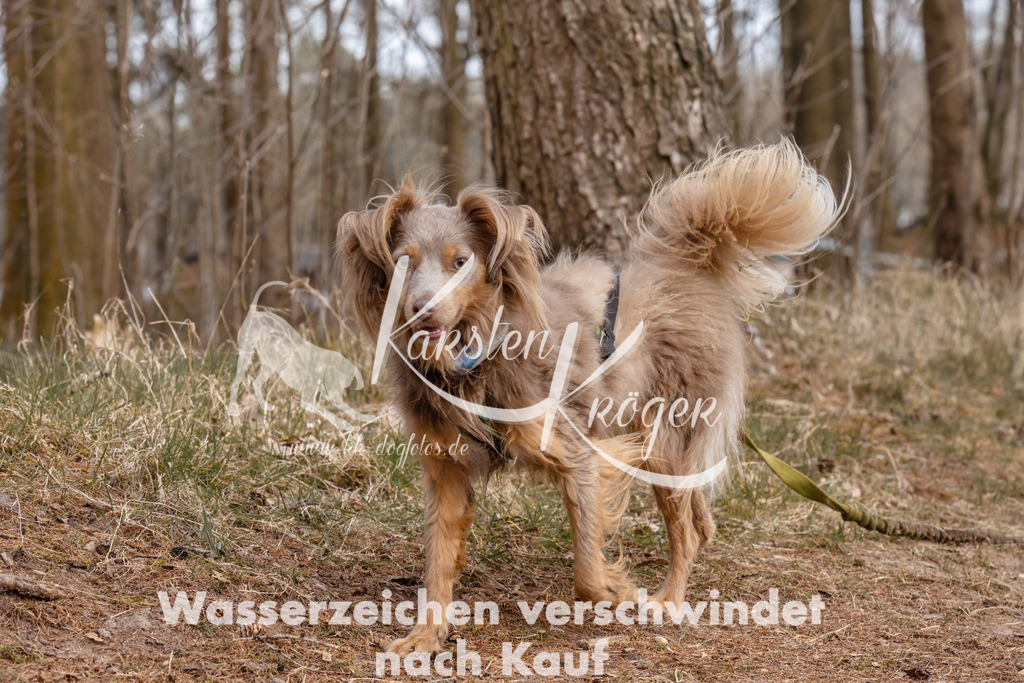 1643_ZZ94836 | kk-dogfotos