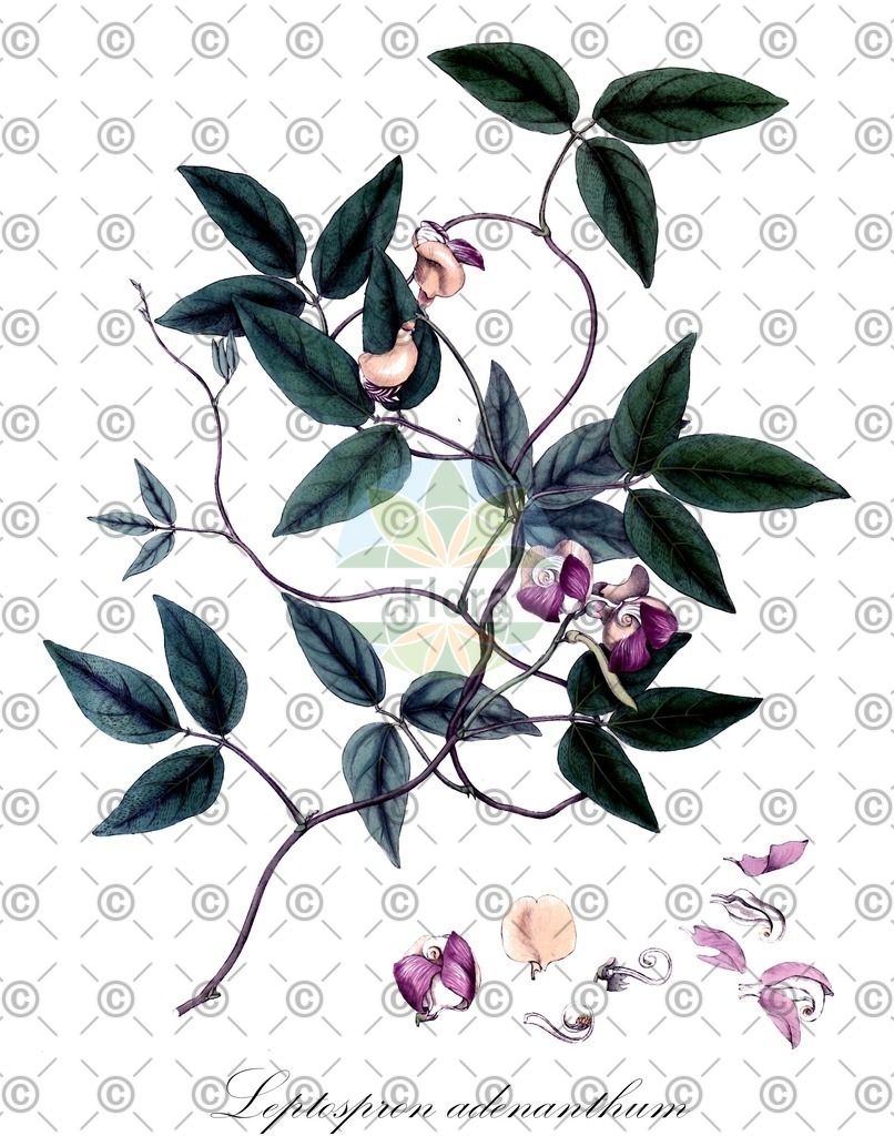 HistAbb_wfo-0000056564_1_ENZY_Simple | Historische Abbildung von Leptospron adenanthum - Fabaceae | Historical Illustration of Leptospron adenanthum - Fabaceae