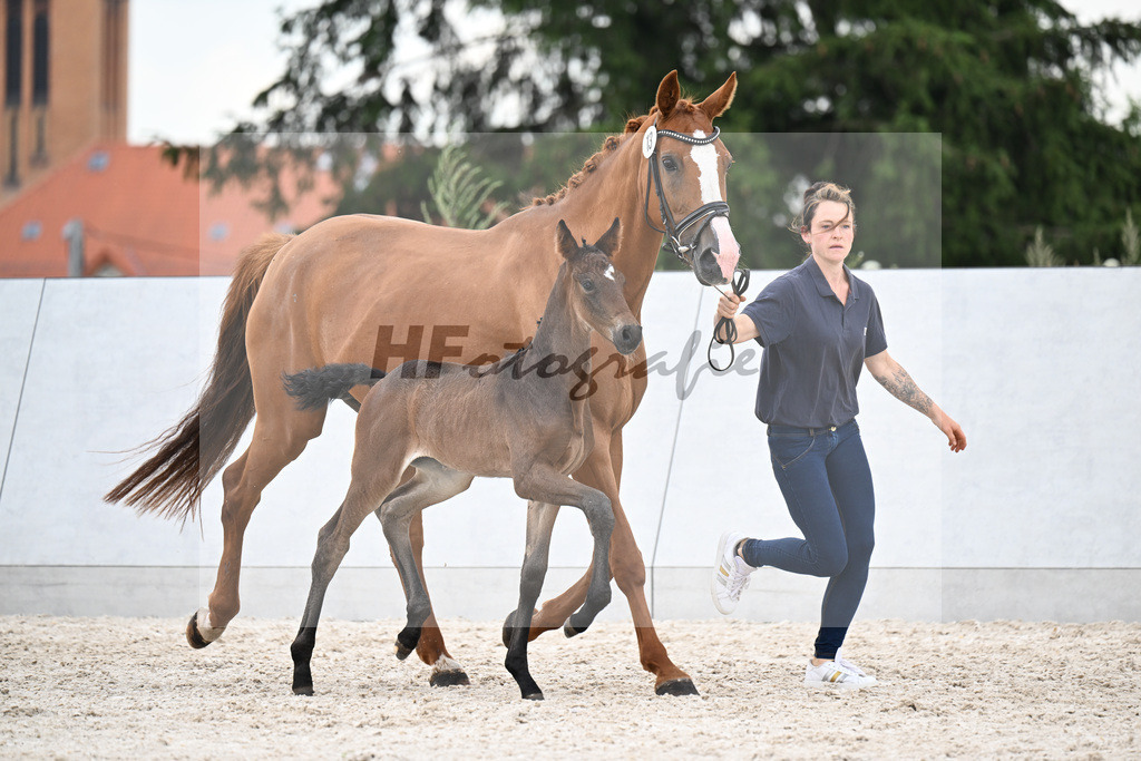 Kat-Nr. 13 Quandador x Dressage Royal_SF_Bergelt_21250735 | hf-fotografie - Realizzato con Pictrs.com