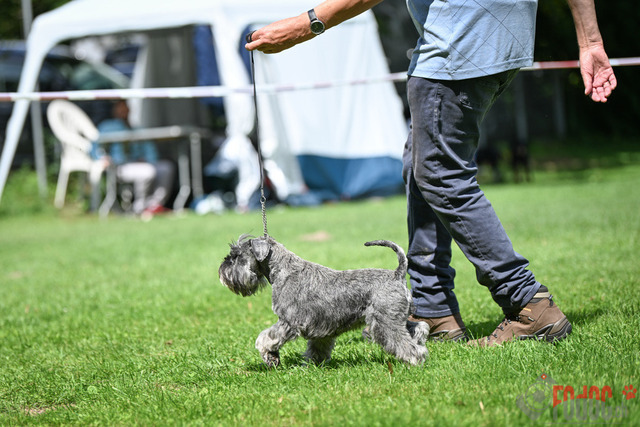 Ausstellung des Pinscher Schnauzer-Klub | Ausstellung des Pinscher-Schnauzer-Klub, OG München in Gröbenzell 30.07.2023 Foto: Leo Wyden