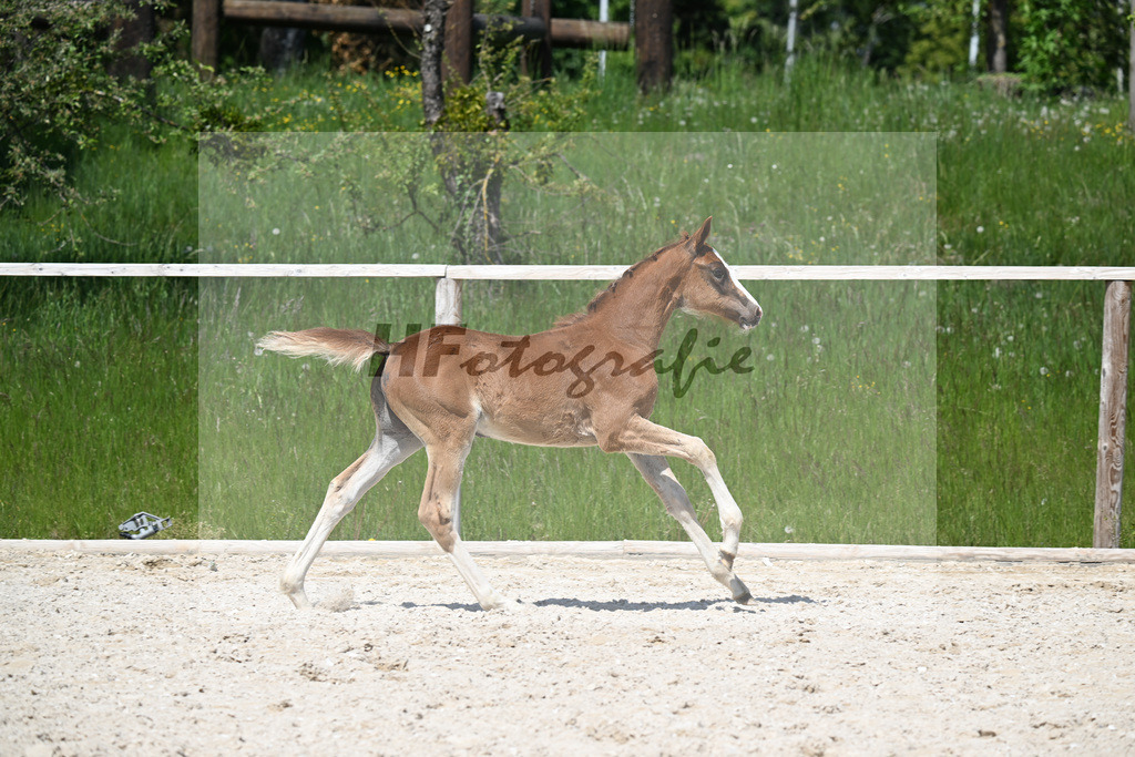 Bon Bolero x Desperando_SF_Henken_10250765 | hf-fotografie - Realisiert mit Pictrs.com