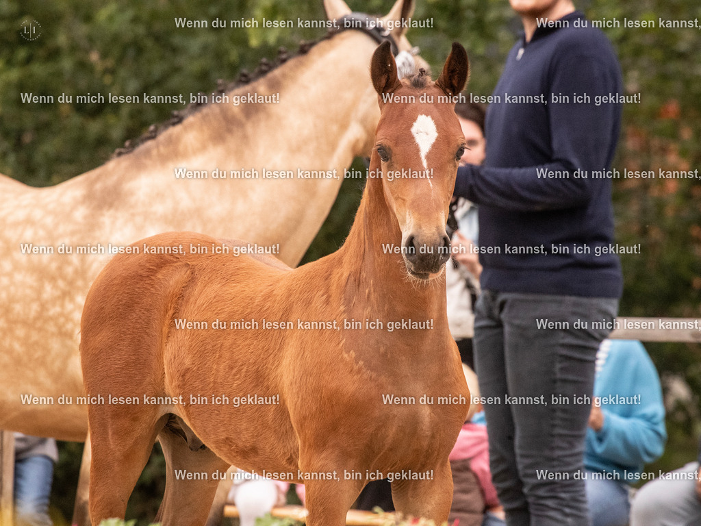 A10I2341 15.54.45 | photographylinaismer - Realisiert mit Pictrs.com