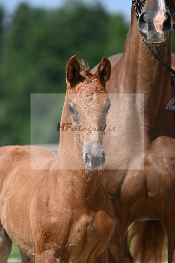 Kat-Nr. 8 HF DSP Feliciano_Niedermair_15230159 | hf-fotografie - Realizzato con Pictrs.com